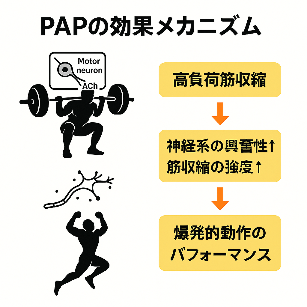PAP効果のメカニズム図解 - 高負荷刺激後の神経・筋活性化イメージ