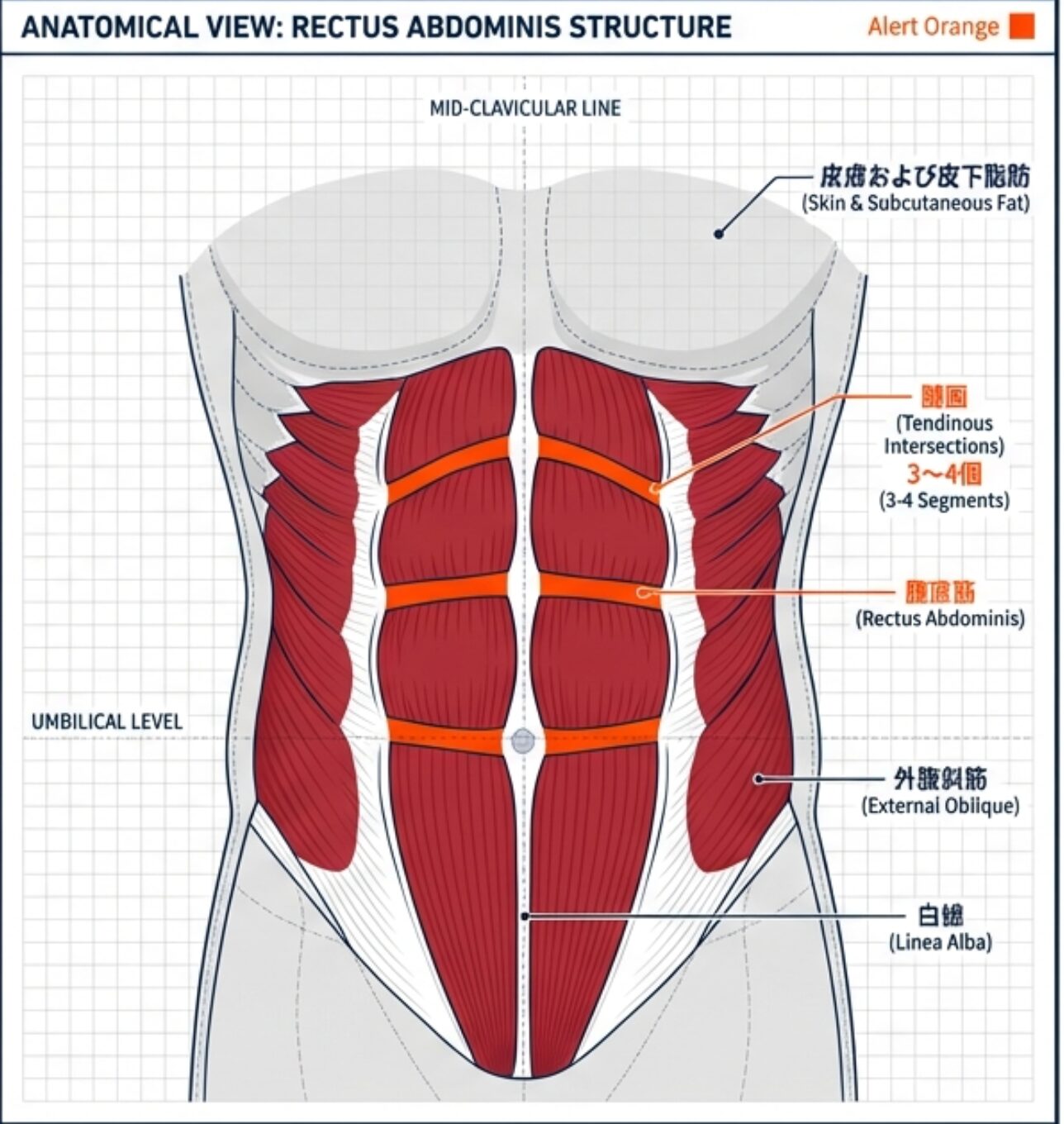 腹直筋と腱画の構造を示す解剖図。腹直筋が腱画によって複数のブロックに分断されている様子